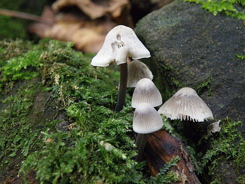 Mycena arcangeliana